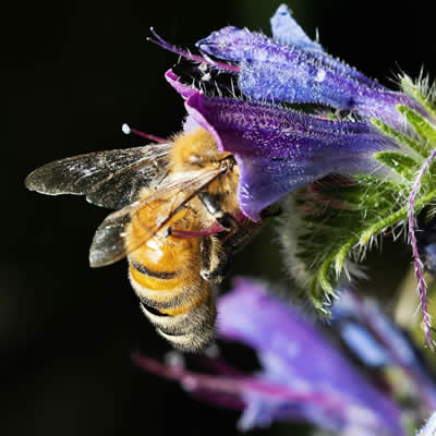 Une abeille butineuse