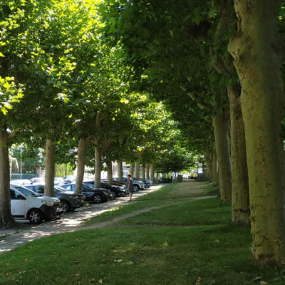 Les arbres dans l'espace urbain.
