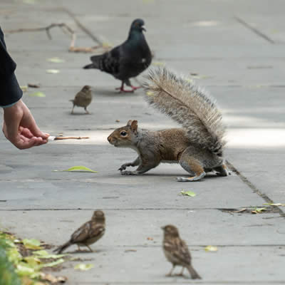 Pigeons, écureuil et oiseaux à la ville