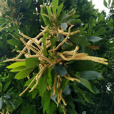 Fleur de châtaignier, La Gacilly