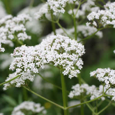 Les fleurs dans les rues de La Gacilly