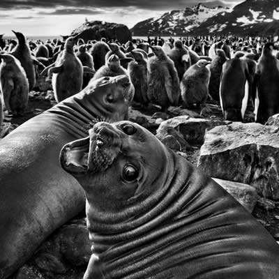 Génésis - Sebastiao Salgado