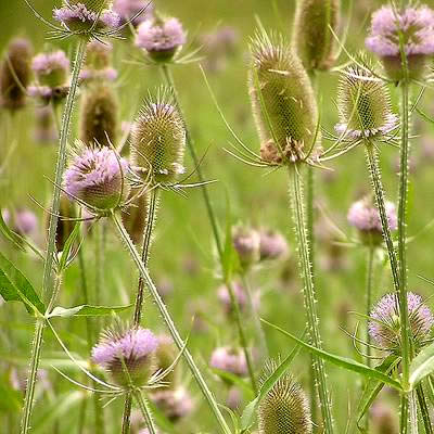 La cardère, plante spontanée.