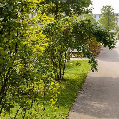 Végétalisation des rues de La Gacilly